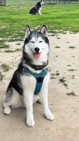 I’m not crying, you’re crying. #fyp #granitethehusky #husky #huskiesoftiktok 