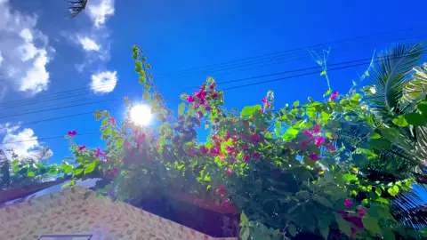 প্রকৃতির চেয়ে সুন্দর আর কি হতে পারে 🌸 #viral #fyp #natural #foryoupage 