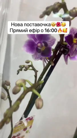 Прямий ефір о 16:00 з новою поставкою квіточок🥳🌺 #орхідеї #розіграш #квіти #квітипродаж #купитиквіти 