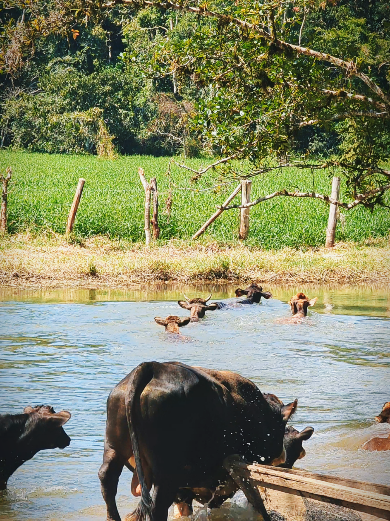 Quien dice que las cachudas no nadan, río Negro _ puerto lloros Yuracyacu #naturaleza #rio #yuracyacu_sanmartin♥ 