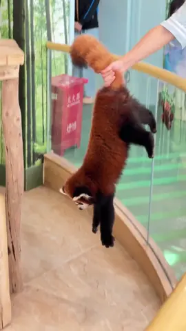 Omg red panda #cuteanimals #redpanda #cute 