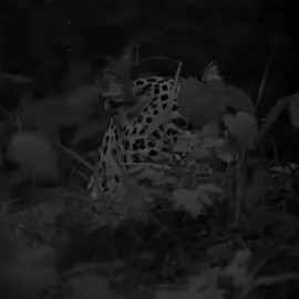 🐆#fouryou #mzuri #mzuribala #barzani #iraq 