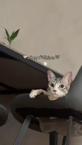 ماشاءالله🫶🏼🫶🏼🫶🏼🫶🏼🫶🏼