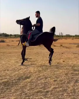#خيل_عربي_اصيل🐎🐎 #خيل_عربي #خيل_وخياله🐎 #لايك_متابعه_اكسبلور #لايك__explore___ 