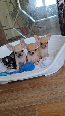✨ Small but Mighty ✨ These Chihuahua pups may be tiny, but their love is HUGE 💕🐾. They’re playful, loyal, and ready to bring joy to their forever homes 🏡. Don’t miss your chance to meet your new best friend! 🐶✨ #Chihuahua #PuppyLove #DogsofTikTok #PetsOfTikTok #AdoptDontShop   