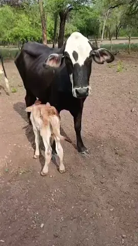 Cuando la unica vaca que tenes pare. inmediatamente vos jajaj #paratiiiiiiiiiiiiiiiiiiiiiiiiiiiiiii  #chacoimpentrable 