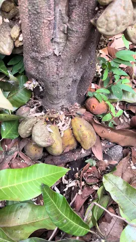 Panen 66 #berkebun