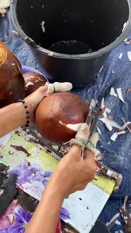 Asmr ngupas kelapa #viral #fypシ #tiktoklive #ngupaskelapa 