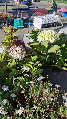 #diengwonosobo  #jawatengah  #wonosobozone  #fyppppppppppppppppppppppp #foryoupage 