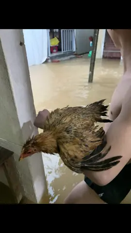 Là sinh viên ở huế cũng hơn 2 năm rồi có anh chị em nào như em không Anh chị em sinh viên Huế mỗi mùa lụt chắc ai cũng có “kỷ niệm để đời” hỉ Còn em năm ni trọ lại cao hơn trước nhiều luôn  : trọ ở đường Nguyễn Hữu Cảnh, cứ  mưa bão lớn là nước lại dâng lên ào ào như chi rứa tê. Năm mô cũng rứa, mới 5 phút trước nước chỉ ngập tới mắt cá, quay qua quay lại 5 phút sau đã lên tận bắp đùi rồi. Nhanh kinh khủng! Hễ nước vô, cả dãy trọ lại nhốn nháo dọn đồ chạy lụt. Em dọn xong phòng mình thì lại chạy sang hỏi: – “Anh ơi, chị ơi xong chưa, em qua phụ cho nầy” Rứa là cả dãy ai cũng chung tay người ít giúp nhau dọn đồ lên cao, xog là người ướt như chuột lột mà vẫn cười rộn cả xóm trọ. Vui cái tình sinh viên, mưa gió nhưng ai nấy vẫn giữ tinh thần lạc quan, cười cái đã rồi mới tính tiếp. Dọn đồ xong xuôi thì chộ mấy đứa nhỏ trong xóm lụt thì tha hồ nghịch nước, quậy tới bến, chẳng biết sợ chi cả. Nhìn mà vừa lo vừa buồn cười. À mà có ai giống em không, cứ đến mùa lụt là nhớ cái trò “chèo thuyền chuối”? Nhà có cây chuối là y như rằng bọn em chặt buộc lại làm thuyền, chèo vòng quanh xóm. Tuổi thơ ri mới gọi là “dữ dội chơ mọi người hỉ”  Cuối cùng chúc mn ở huế và ace miềng trung bình an qua mùa lũ nhé ^^  #mientrungquetoi #lũlutmientrung #xuhuong #tiktok 