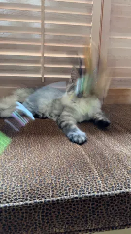 #CatsOfTikTok #KittensOfTikTok #CuteCats #KittenLovers  #Caturday    