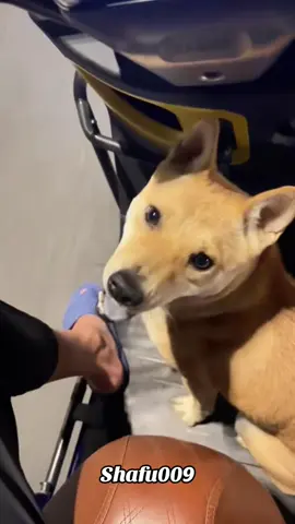 #粉丝一千万#dog#foryou#viral#fyp 
