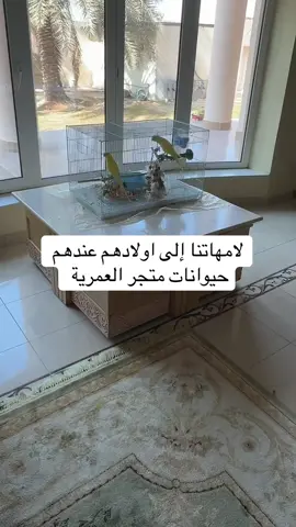 متجر العمرية. متجر العمرية #طيور #هوقو #بادجي #روز #كروان                             شباب       