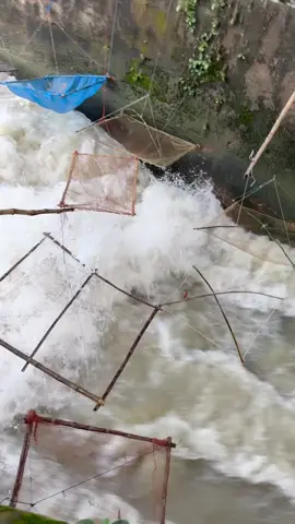 সুইচ গেটের তিব্র স্রোত প্রবাহের ভিতর, অভিনব কায়দায় চলছে জেলে ভাইদের মাছ ধরার কার্যক্রম 🐟🐟🐟🐟🐟