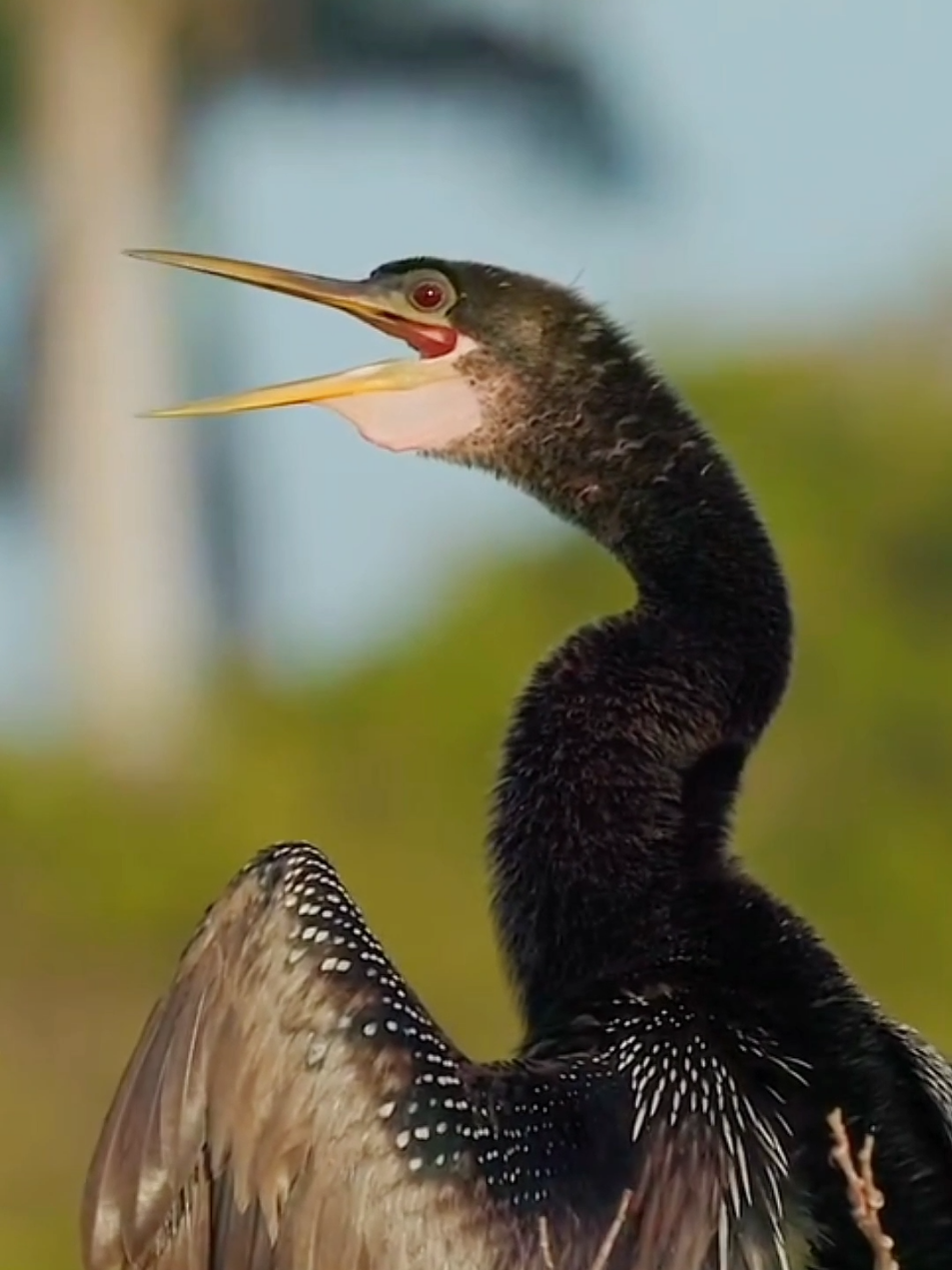 Wonderful sounds of animals #animalworld #wildlife #nature #amazingsounds #foryoupage 