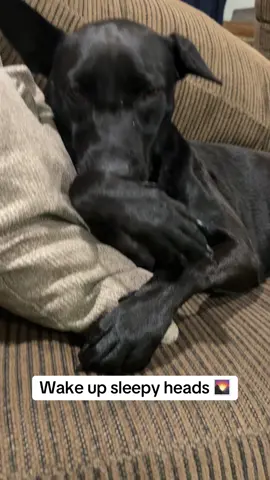 Halo says good morning TikTok friends! She keeps licking her arms where they had the IVs 👀#dogsoftiktok 