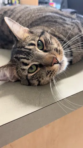 Saturdays are extra tough when your morning treats are late 😔 #catsoftiktok #tabbycatsoftiktok #phoenix #fyp #trending 