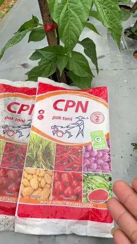 Pupuk CPN KNO3 Merah untuk mempercepat pertumbuhan tanaman #pupuk #cpn #kno3merah #npk #cabe 