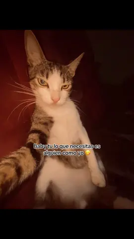 Baby tu lo que necesitas es alguien como yo 😋 #fyp #gatostiktok #amorgatos #Viral #paratiiiiiiiiiiiiiiiiiiiiiiiiiiiiiii 