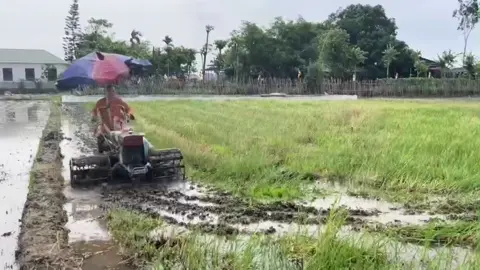 Thầy cầy ruộng đất nắng mưa Dân làng ra cấy chứa chan tình người Gạo thơm nuôi trẻ mồ côi Tốt đời đẹp đạo, đem lời Phật gieo.#thichgiactam #ChùaCẩmLa #xuhuongtiktok #TiếngChuôngChùa #PhậtPhápXươngMinh 