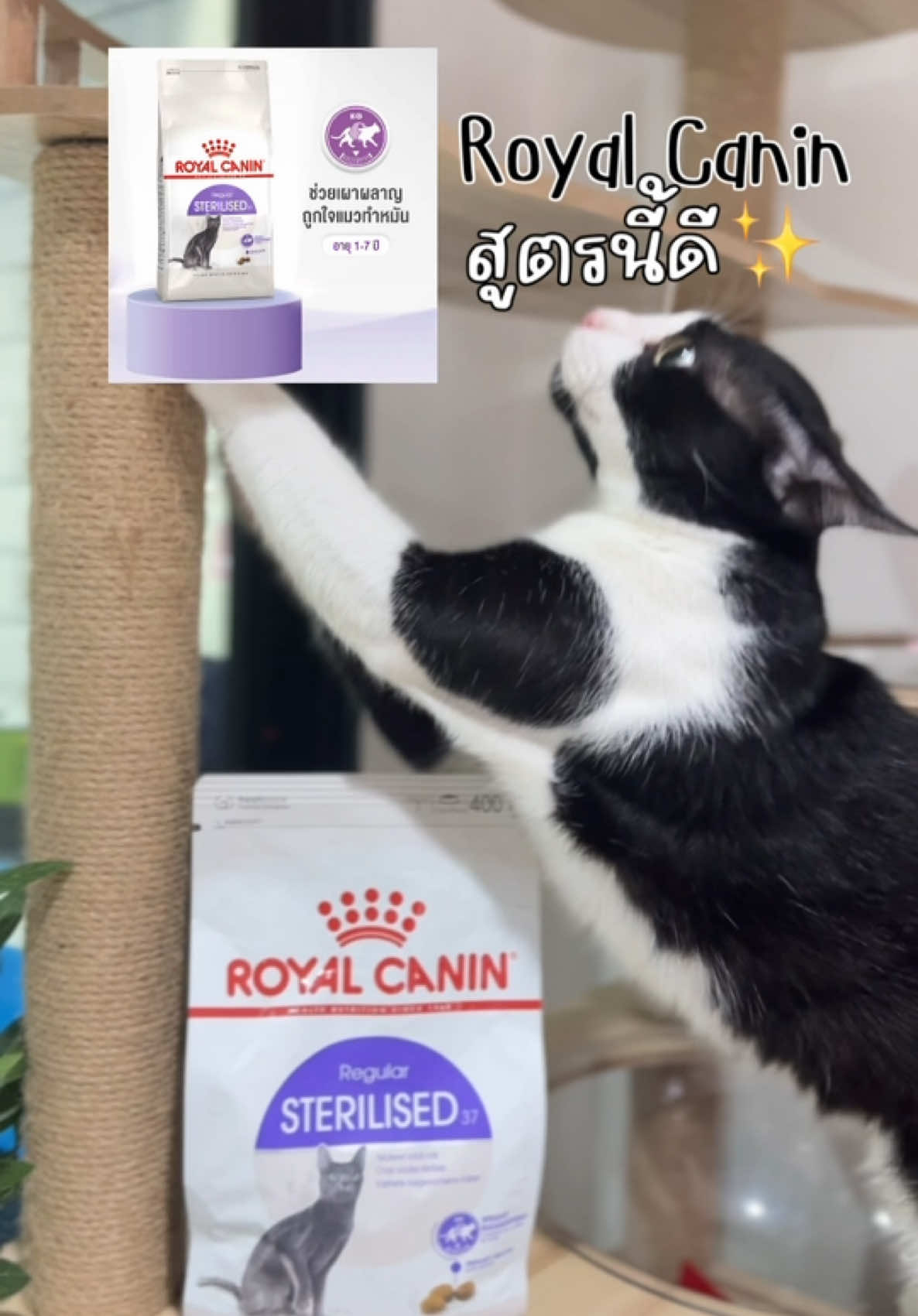 ทำหมันแล้วกินเก่งขึ้นใช่ไหม? 🥺 แมวทำหมันอ้วนง่ายนะ ต้องระวัง! #RoyalCanin #Sterilised37 สูตรนี้ช่วยควบคุมน้ำหนักให้คงที่ ลดความเสี่ยงโรคอ้วนได้ดีมาก! ไม่อยากให้ลูกรักป่วย รีบซื้อเลย! #อาหารแมวทำหมัน #Roy#RoyalCaninTHยัลคานิน 