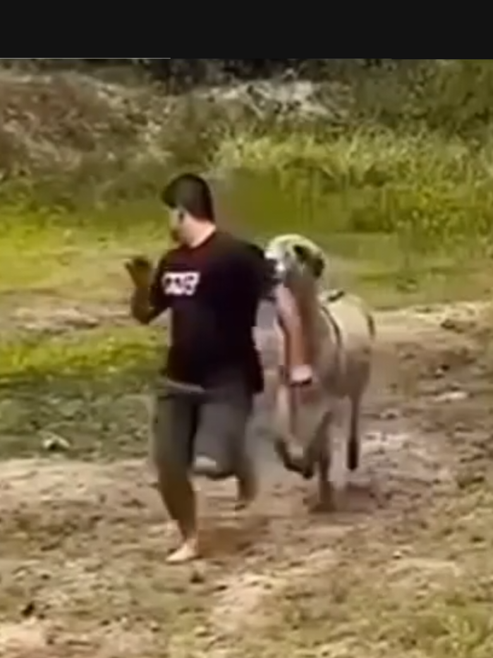 #burros #chistesgraciosos #videosgraciosos #comedia #humor 