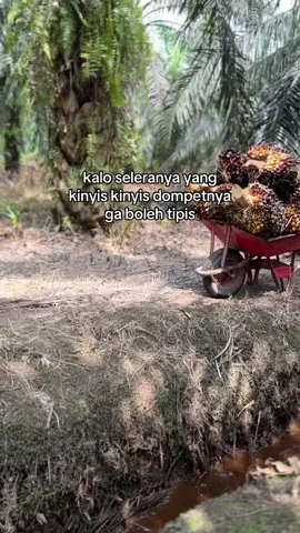 bukan kah begitu😌#sawit #sawitontiktok #petanimuda 