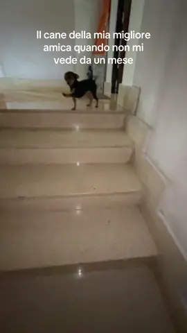 @Noemi.ferraro07 #cane #pinchertoy #perteeee 