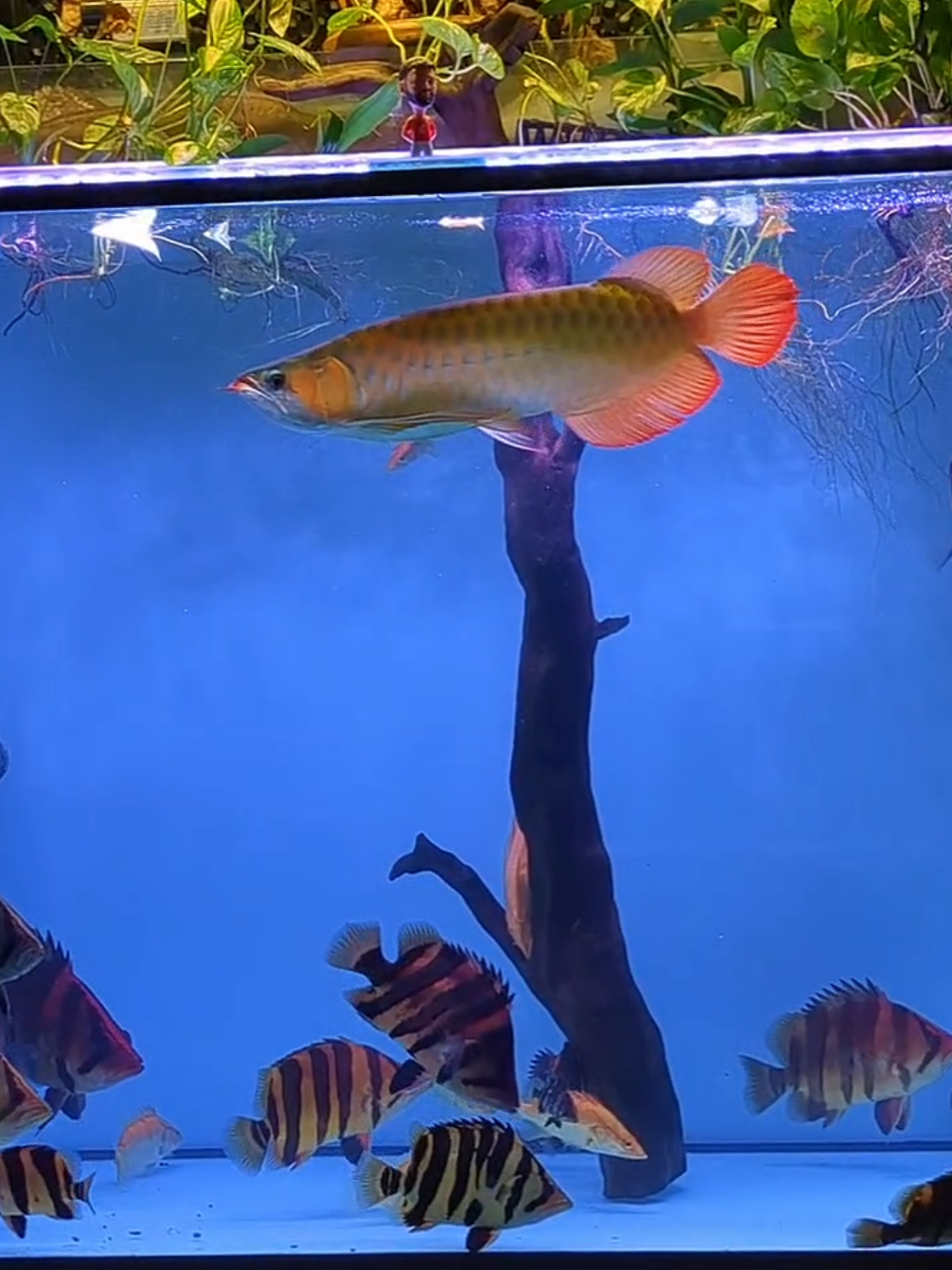 27/09/2025 . . . . . . . . . . #ikanpredator #ikanhias #datnoid #datnioides #tigerfish 