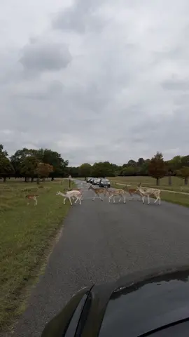 #richmondpark #لندن🇬🇧 #london  #ريتشموند  بارك