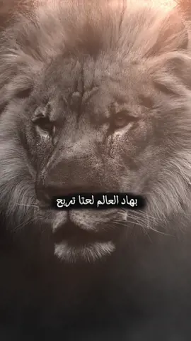 #👑اسد_الهيبه👑 