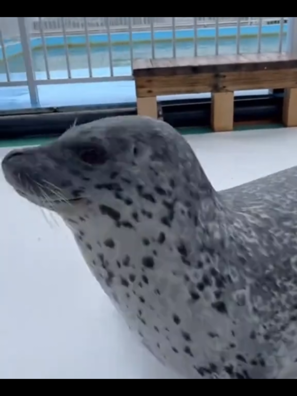 I'm a seal 😎😎#nerpochki #seals #seal #тюлень #нерпочки #тюлени 