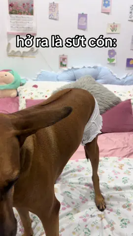 thật là #mayngusy #venhadisy 