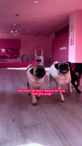 Welcome to Frisco, Texas. The new pug cafe for all you pug lovers. Bookings are now open at CuppaPug.com 