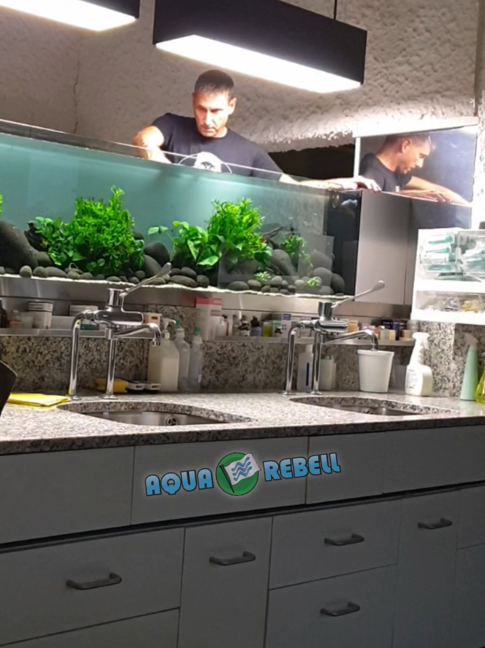 Aquarebell Custom-made: Room divider aquarium in a veterinary practice 🐶🦊🐠 The aquarium is very special because it is very narrow (30cm) and relatively long (260cm). As there was no room for a filter, I installed an internal filter at the end of the aquarium. With an overflow and a permanent water inlet. This means that the aquarium receives 30-40 liters of fresh water every day. This also compensates for a smaller filter capacity. The aquarium is intended as a privacy screen between the treatment room and the laboratory. #aquarebell #aquariums  #aquariums #aquascaping  #fishkeeping       