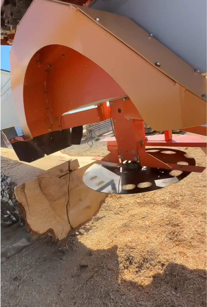 Slicing some birch 3x8’s and some 3x6’s on the big @Turbosawmill 