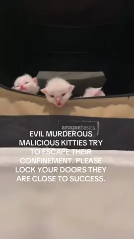 were they purchased from amazon. #spirituality #kitten 