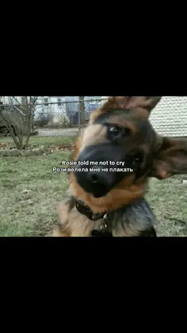 #fentysuperbrandday #alexg #animals #dog #собака 