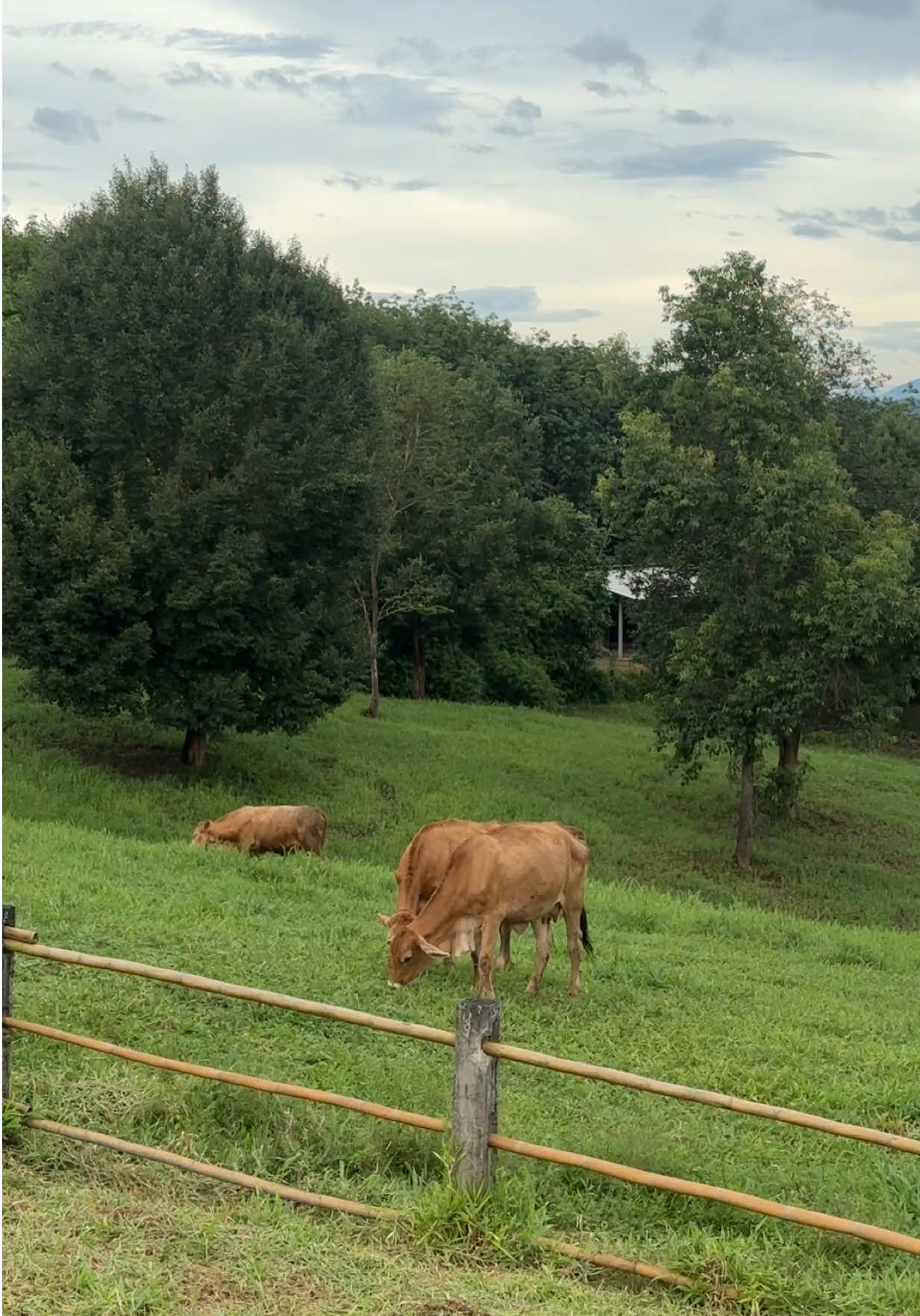 #น่านน่าเที่ยว  #น่านหน้าฝน  #น่าน #Nan #คาเฟ่น่าน 