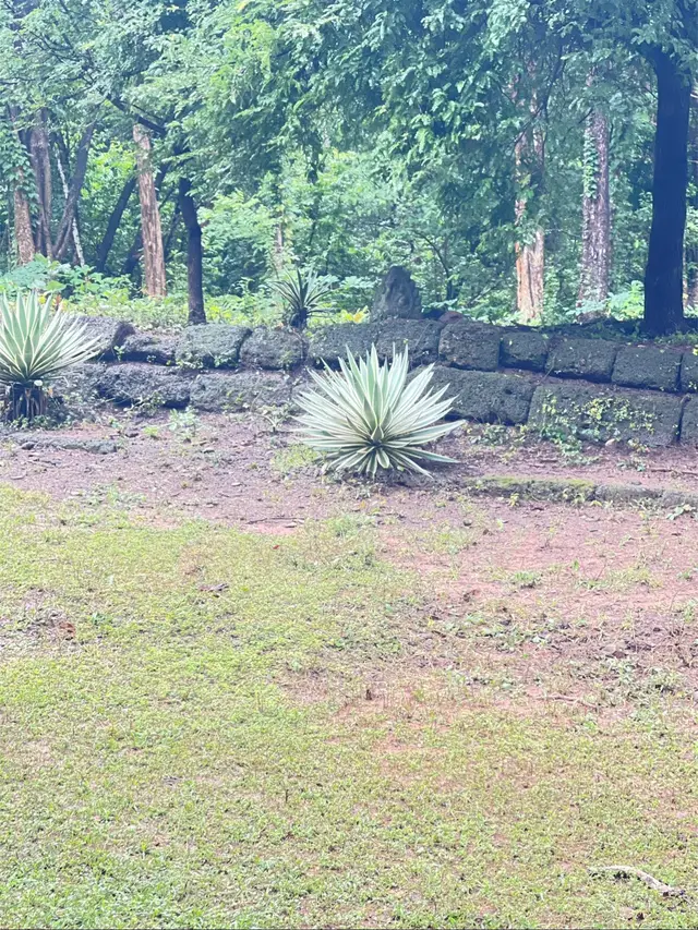 ដើមស្រោមដាវ នៅប្រសាទព្រះខ័ន❤️