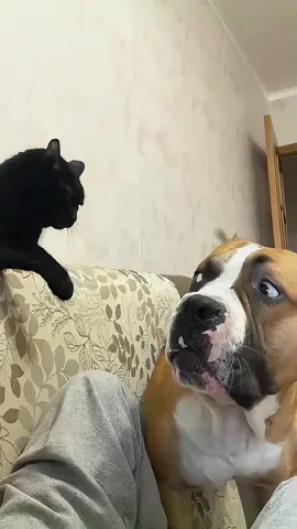 Try not to laugh 😂😂😂 #animals #haha #dog #cat #pet 