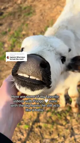 Replying to @Mrs.Mclendon78 #cowtok #cow #nottherapturegirl #fyp #longhorn 