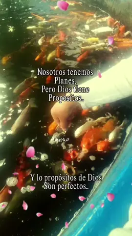 frases de reflexión y motivación para ti 🙏🏻💪🏻 #frasesdereflexion #motivacionpersonal #lospropositosdedios #frasesdetodotipo 