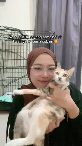 😽😽😽🫶🏻 #kucing #kucingtiktok #catlovers #kucingdomestik #bolusikucing 