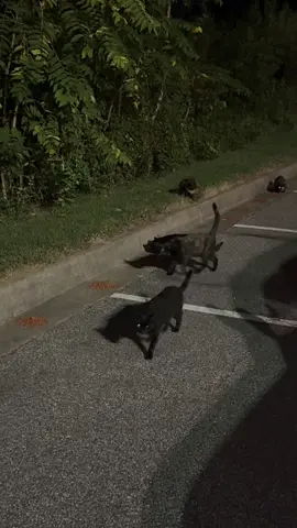 Keep in mind, I’m scared to death of cats & I’ve never held one in my life 😂 but i still feed these cats multiple times a week and i actually made a couple of the houses that you see in the background. All you cat people- do these cats look skinny to you? #catdistributionsystem #catsoftiktok #cattok 