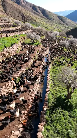 الدجاج هو الحب الحقيقي 😍🐓 #الطبيعة #تربية_الدجاج #djaj_tahiri #دجاج #المغرب🇲🇦 