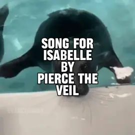 song for isabelle by pierce the veil seal music video for @🦭  #seal #sealtok #piercetheveil #songforisabelle #ptv 