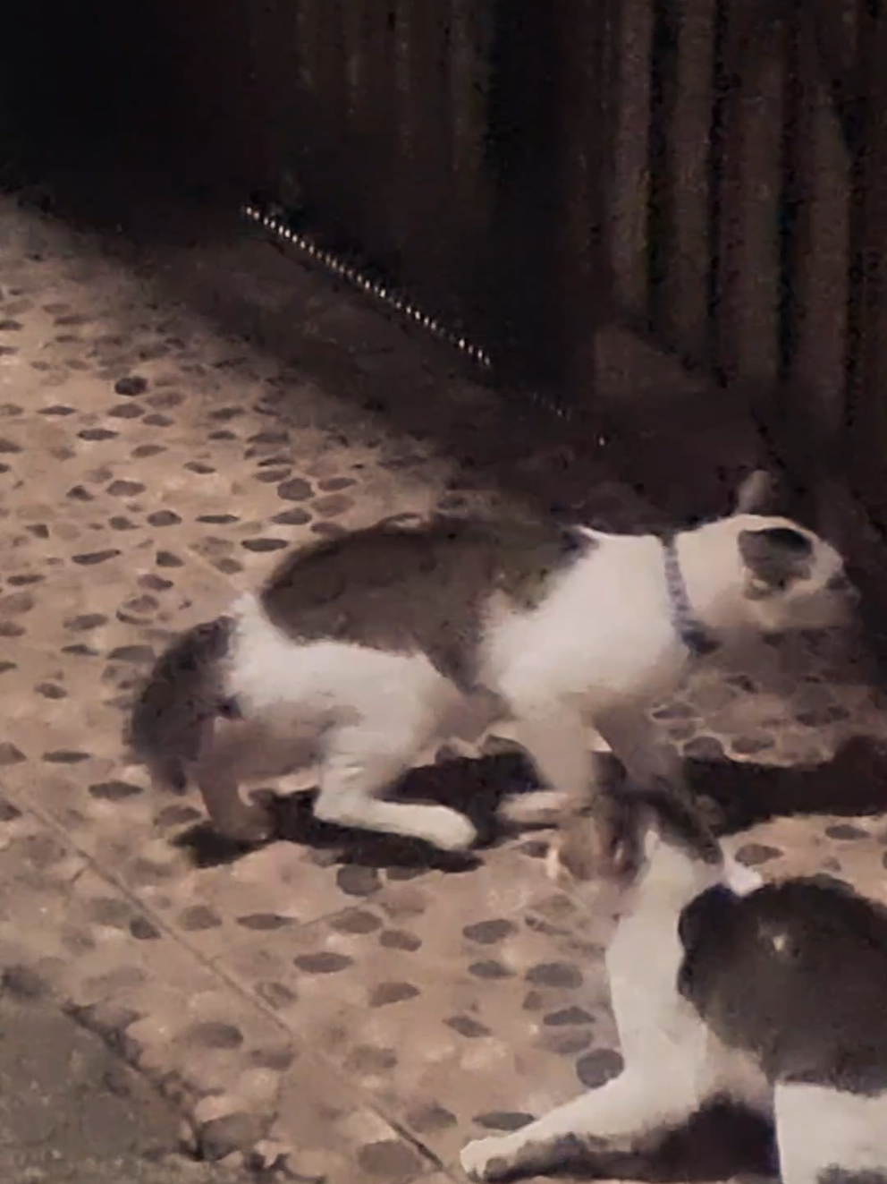Sungguh suasananya sangat tegang. Di tengah sepinya malam, hanya mereka yang ada di jalanan dengan tensi tinggi. Publik menanti-nanti apa yang bakal terjadi. Dan hasilnya? #fyppppppppppppppppppppppp #kucing #catfight #berantem 