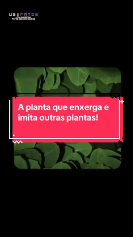 A planta que enxerga e imita outras plantas! #curiosidades #fatosdesconhecidos #boquilha #planta #trepadeira