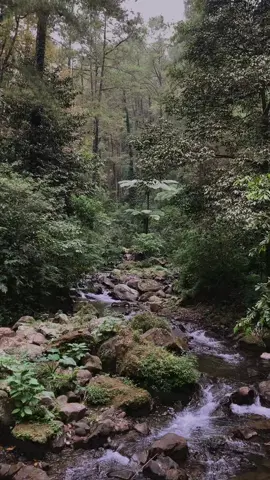 Grojogan sewu jalur fasttrackk🤩🍃🐒 #placetogokaranganyar #tawangmangu #grojogansewutawangmangu  #waterfall  #explorekaranganyar #xybca #grojokansewu #fypシ゚ #airterjungrojogansewu 